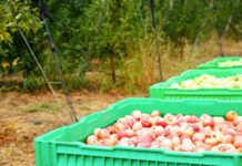 ТҮРКІСТАН ОБЛЫСЫНДА «DALA FRUIT» АГРОӨНЕРКӘСІПТІК КЕШЕНІ ТАБЫСТЫ ЖҰМЫС ІСТЕП ТҰР