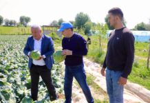 САРЫАҒАШТЫҚ ШАРУАЛАР ҚЫРЫҚҚАБАТТЫҢ АЛҒАШҚЫ ӨНІМДЕРІН ЖИНАЙ БАСТАДЫ