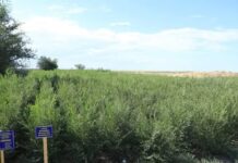 Түркістан: Тұқымбақтарда жалпы 20 миллион данаға жуық көшет өндірілуде