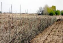 Отырар ауданында көгалдандыру және жасыл аймақтарды ұлғайту – экологиялық тұрақтылықты арттырудың негізгі бағыты
