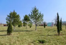 ТҮРКІСТАН ОБЛЫСЫНДА БИЫЛ 1 МЛН ТҮП КӨШЕТ ЕГІЛЕДІ