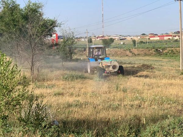 Шымкентте үйірлі шегірткелерге қарсы күрес шаралары басталды