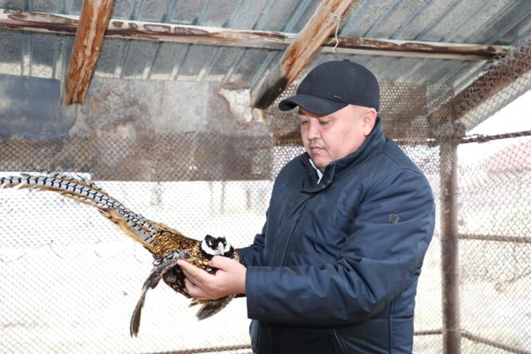 САРЫАҒАШТЫҚ ТҰРҒЫН ТАУЫС ҚҰСЫН ӨСІРУДЕ