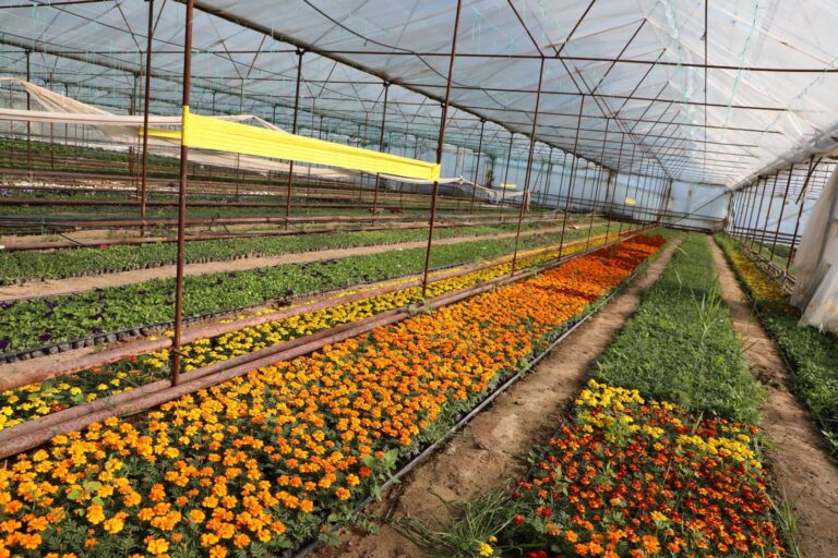 ТҮРКІСТАН: САРЫАҒАШТЫҚ БАҒБАН ӨСІРГЕН ГҮЛДЕР ІРІ ҚАЛАЛАРҒА СӘН БЕРІП ЖАТЫР