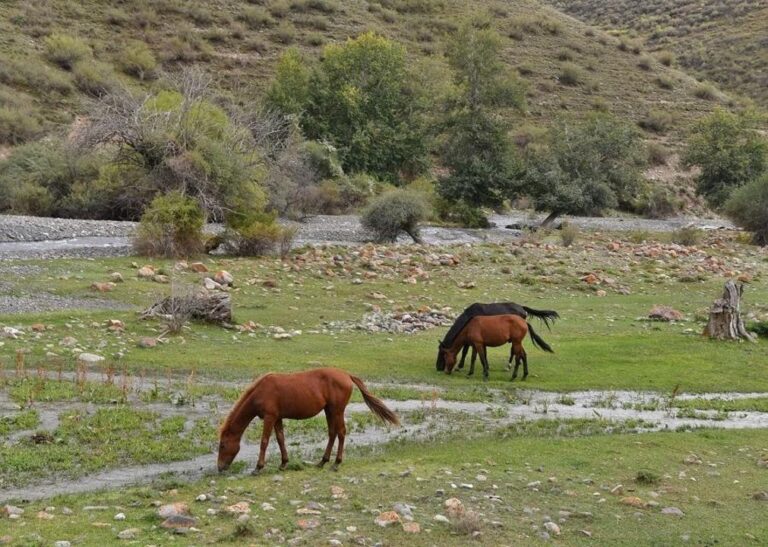 ТҮРКІСТАН: МАҚСАТЫНА САЙ ПАЙДАЛАНЫЛМАҒАН ЖЕРЛЕР АУДАН МЕНШІГІНЕ ҚАЙТАРЫЛУДА