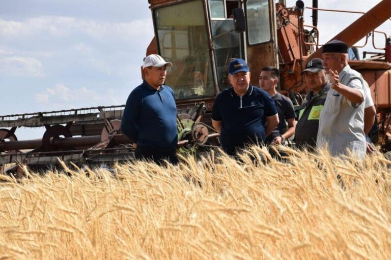 ТҮРКІСТАН: ЕГІН ЖИНАУ НАУҚАНЫ ЖОСПАРҒА САЙ ЖҮРГІЗІЛУДЕ