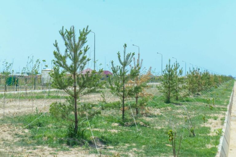 ТҮРКІСТАННЫҢ «ЖАСЫЛ БЕЛДЕУІ» 30 МЫҢҒА ГЕКТАРҒА ДЕЙІН ҰЛҒАЯДЫ