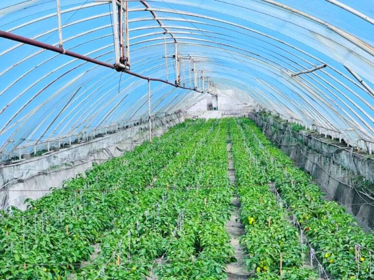 ТҮРКІСТАН: КЕЛЕСТІК ШАРУАЛАР ӨЗБЕКСТАНҒА КЕТТІ