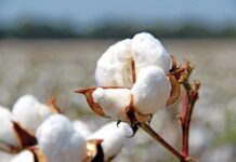 ТҮРКІСТАН: МАҚТА САЛАСЫНДАҒЫ ӨЗЕКТІ МӘСЕЛЕЛЕР ШЕШІМІН ТАБАДЫ