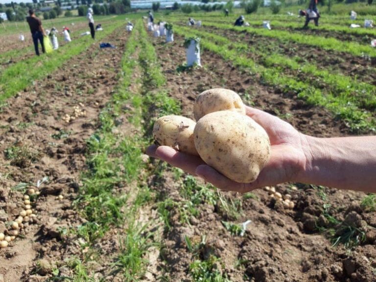 ТҮРКІСТАН: САРЫАҒАШТА ЕРТЕ ПІСЕТІН КАРТОП ЖИНАЛУДА