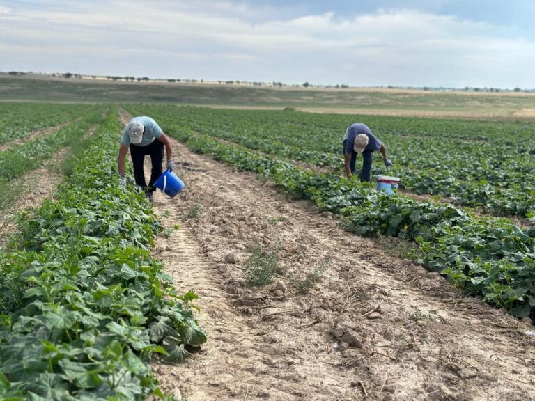 ТҮРКІСТАН: САЙРАМДЫҚ КӘСІПКЕР 20 ГЕКТАРДАН 50 ТОННА ҚИЯР ӨНІМІН АЛДЫ