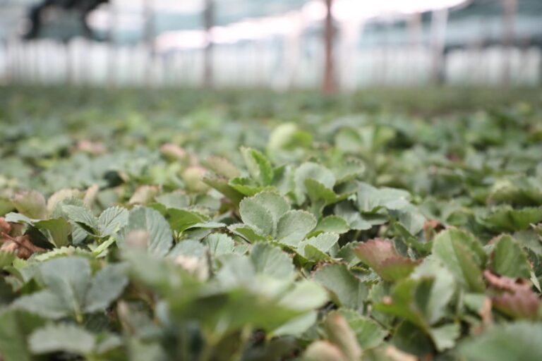 ТҮРКІСТАН: САРЫАҒАШ АУДАНЫНДА ЖАҢА ӘДІСПЕН ҚҰЛПЫНАЙ ӨСІРІЛЕДІ