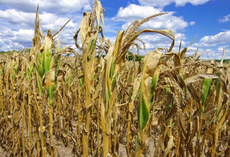 ШАРУАЛАР ӨНІМДЕРІ МЕН ЖЕРІН САҚТАНДЫРА АЛАДЫ