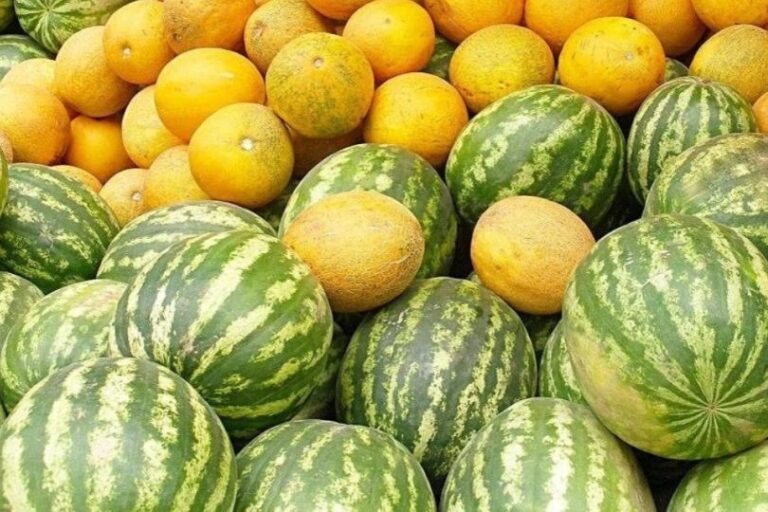 ТҮРКІСТАН: БАҚША ӨНІМІ МОЛ, АЛ ОНЫ ҚАЛАЙ ТАҢДАУ КЕРЕК?