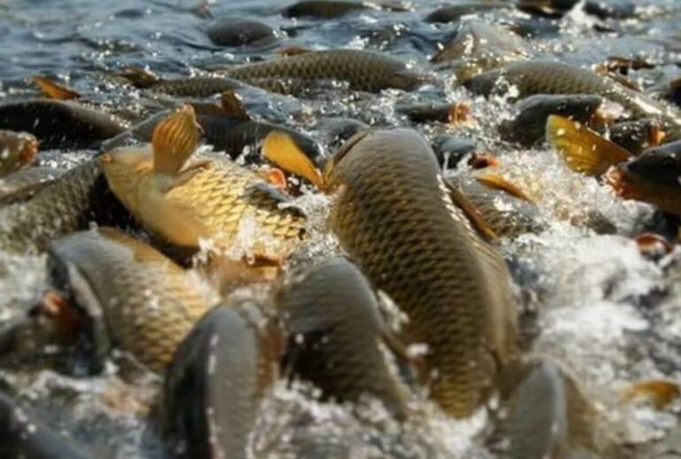 АГРОӨНЕРКӘСІПТІК КЕШЕНДІ ДАМЫТУ: БАЛЫҚ ШАРУАШЫЛЫҒЫ – БЕРЕКЕЛІ КӘСІП