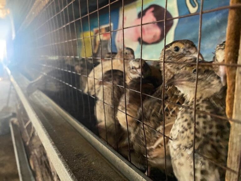 ТҮРКІСТАН: КЕЛЕСТІК КӘСІПКЕР КҮНІНЕ ҮШ МЫҢ БӨДЕНЕ ЖҰМЫРТҚАСЫН САУДАҒА ШЫҒАРАДЫ