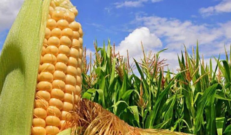 ТҮРКІСТАН: ОТЫРАРДА ЖҮГЕРІНІҢ ЖАҢА СОРТЫНАН ӨНІМ ЖИНАЛУДА