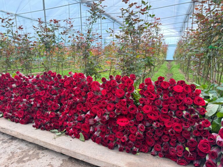 ҚАЗЫҒҰРТТА ӨСІРІЛГЕН РАУШАН ГҮЛДЕР ЕЛІМІЗДІҢ ІРІ ҚАЛАЛАРЫНА ЖӨНЕЛТІЛУДЕ<br />
<b>Deprecated</b>: strip_tags(): Passing null to parameter #1 ($string) of type string is deprecated in <b>/var/www/vhosts/aptanews.kz/aptamedia.kz/wp-content/themes/Newspaper/loop-single.php</b> on line <b>64</b><br />
ҚАЗЫҒҰРТТА ӨСІРІЛГЕН РАУШАН ГҮЛДЕР ЕЛІМІЗДІҢ ІРІ ҚАЛАЛАРЫНА ЖӨНЕЛТІЛУДЕ