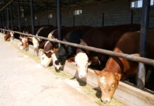 ТҮРКІСТАН: САУРАНДА МАЛ ШАРУАШЫЛЫҒЫН ДАМЫТУ БАҒЫТЫНДА ЖАҢА ЖОБАЛАР ЖҮЗЕГЕ АСПАҚ