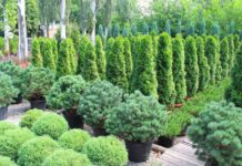 ТҮРКІСТАН ОБЛЫСЫНДАҒЫ ТҰҚЫМБАҚТАРДА 30 МЛН-ҒА ЖУЫҚ КӨШЕТ ӨСІРІЛГЕН