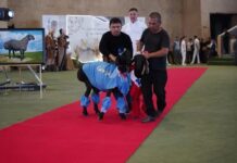 ТҮРКІСТАН ОБЛЫСЫНДА МАЛ ШАРУАШЫЛЫҒЫНЫҢ ХАЛЫҚАРАЛЫҚ КӨРМЕСІ ӨТТІ