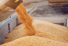 Азық-түлік келісімшарт корпорациясы 2025-форвардтық сатып алу бағдарламасы бойынша фермерлерге 6,4 млрд теңге жіберді