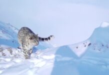 Қар барысы Катон-Қарағай ұлттық паркінде фототұзаққа түсті