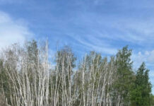 Жалаңаш аққайыңдар