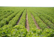 ТҮРКІСТАН ОБЛЫСЫНДА АУЫЛ ШАРУАШЫЛЫҒЫНДА 1,1 ТРЛН ТЕҢГЕНІҢ ӨНІМІ ӨНДІРІЛІП, ӨҢІР РЕСПУБЛИКАДА КӨШ БАСТАДЫ