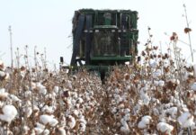 ТҮРКІСТАН: МАҚТААРАЛДА ӨТКЕН ЖЫЛЫ АУЫЛ ШАРУАШЫЛЫҒЫ САЛАСЫНДА 85,7 МЛРД ТЕҢГЕНІҢ ӨНІМІ ӨНДІРІЛДІ