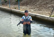 ТӨЛЕБИ АУДАНЫНДА КӘСІПОРЫН ЖЫЛЫНА 450 ТОННА БАЛЫҚ ӨСІРІП ОТЫР