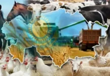 САУРАНДА АГРОӨНЕРКӘСІП КЕШЕНІН ДАМЫТУ АРҚЫЛЫ ЭКОНОМИКАЛЫҚ ӘЛЕУЕТ АРТЫП КЕЛЕДІ