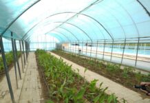 ТҮРКІСТАНДА ЖАСЫЛ ЭКОНОМИКА ҚАҒИДАТТАРЫНА САЙ КӨГАЛДАНДЫРУ ЖҰМЫСТАРЫ КЕҢЕЙІП КЕЛЕДІ
