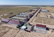 САУРАНДА ЕЛІМІЗДЕ ТЕҢДЕСІ ЖОҚ МАЛ БОРДАҚЫЛАУ КЕШЕНІ САЛЫНЫП ЖАТЫР