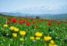 ТҮРКІСТАНДА ГҮЛДІ ӨСІМДІКТЕРДІ КӨБЕЙТУ – ҚАЛАНЫҢ ЖАСЫЛ ЭКОНОМИКАНЫҢ ДАМУЫНЫҢ БІР БАҒЫТЫ